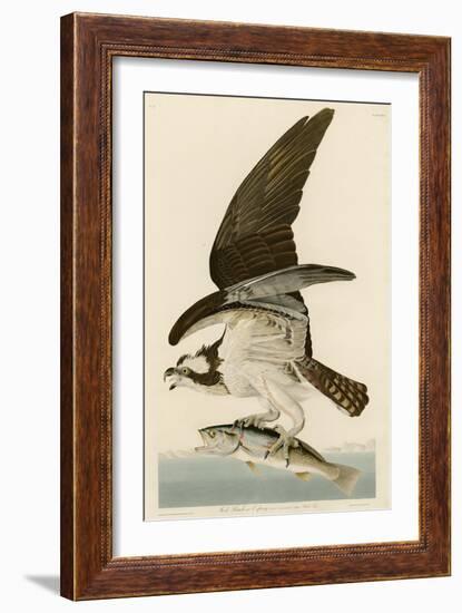 Fish Hawk or Osprey-John James Audubon-Framed Giclee Print
