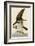 Fish Hawk or Osprey-John James Audubon-Framed Giclee Print