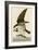 Fish Hawk or Osprey-John James Audubon-Framed Giclee Print