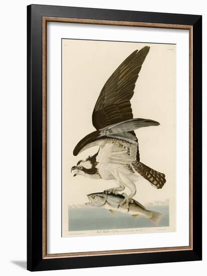 Fish Hawk or Osprey-John James Audubon-Framed Giclee Print