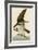 Fish Hawk or Osprey-John James Audubon-Framed Giclee Print