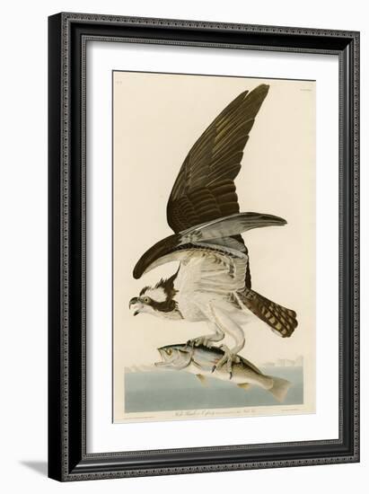 Fish Hawk or Osprey-John James Audubon-Framed Giclee Print