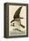 Fish Hawk or Osprey-John James Audubon-Framed Premier Image Canvas