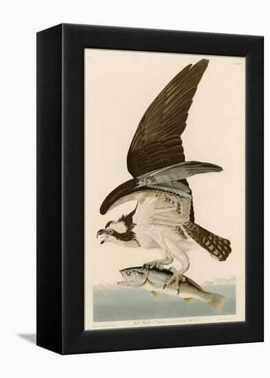 Fish Hawk or Osprey-John James Audubon-Framed Premier Image Canvas