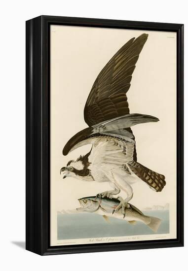 Fish Hawk or Osprey-John James Audubon-Framed Premier Image Canvas