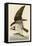 Fish Hawk or Osprey-John James Audubon-Framed Premier Image Canvas