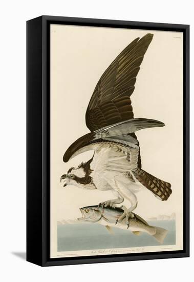 Fish Hawk or Osprey-John James Audubon-Framed Premier Image Canvas