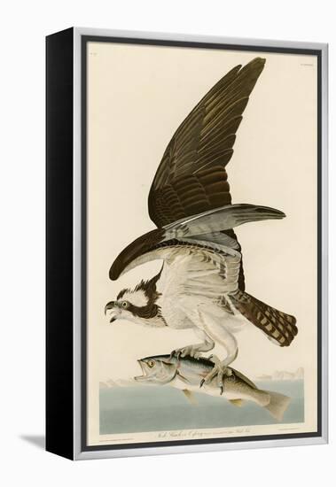 Fish Hawk or Osprey-John James Audubon-Framed Premier Image Canvas