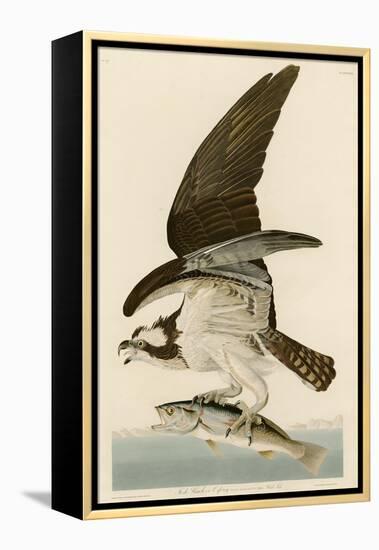 Fish Hawk or Osprey-John James Audubon-Framed Premier Image Canvas