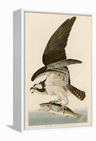 Fish Hawk or Osprey-John James Audubon-Framed Premier Image Canvas