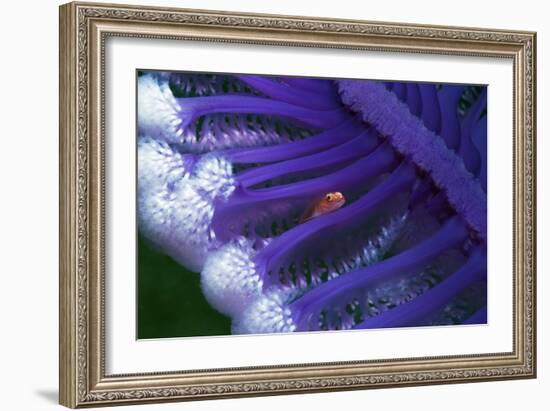 Fish Hiding In a Sea Pen-Georgette Douwma-Framed Photographic Print