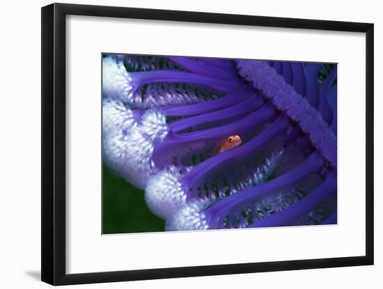 Fish Hiding In a Sea Pen-Georgette Douwma-Framed Photographic Print