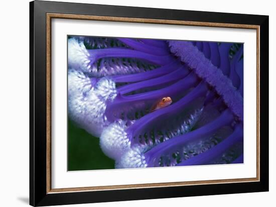 Fish Hiding In a Sea Pen-Georgette Douwma-Framed Photographic Print