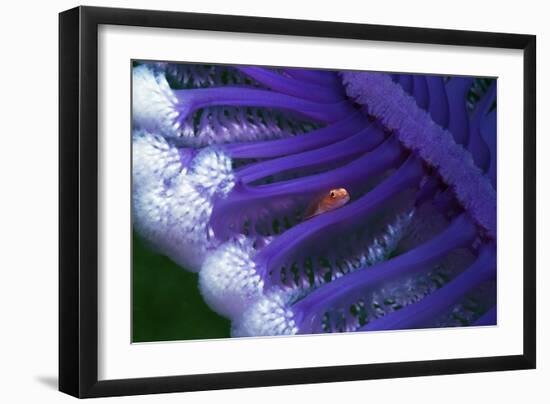 Fish Hiding In a Sea Pen-Georgette Douwma-Framed Photographic Print