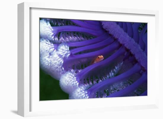 Fish Hiding In a Sea Pen-Georgette Douwma-Framed Photographic Print