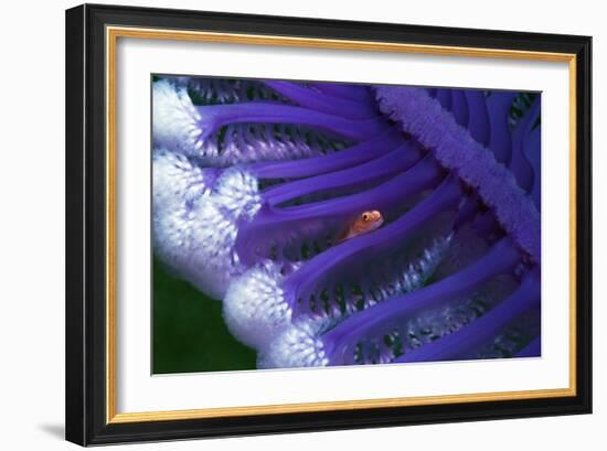 Fish Hiding In a Sea Pen-Georgette Douwma-Framed Photographic Print