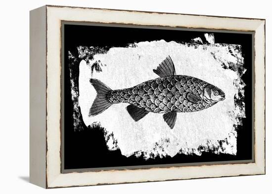 Fish I-Sarah Adams-Framed Stretched Canvas