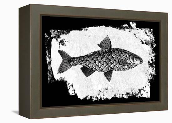 Fish I-Sarah Adams-Framed Stretched Canvas