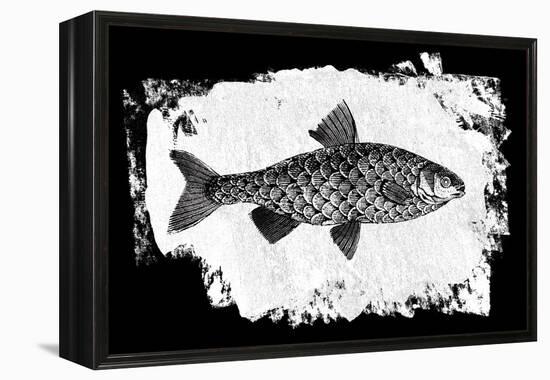 Fish I-Sarah Adams-Framed Stretched Canvas