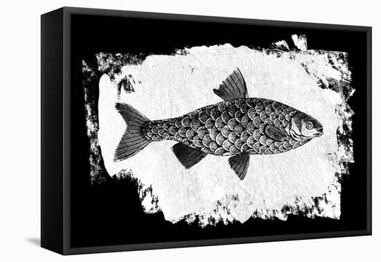 Fish I-Sarah Adams-Framed Stretched Canvas