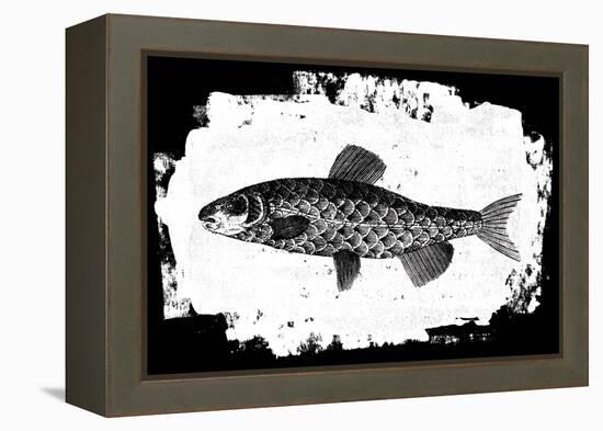 Fish II-Sarah Adams-Framed Stretched Canvas