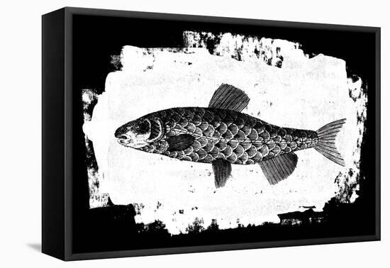 Fish II-Sarah Adams-Framed Stretched Canvas