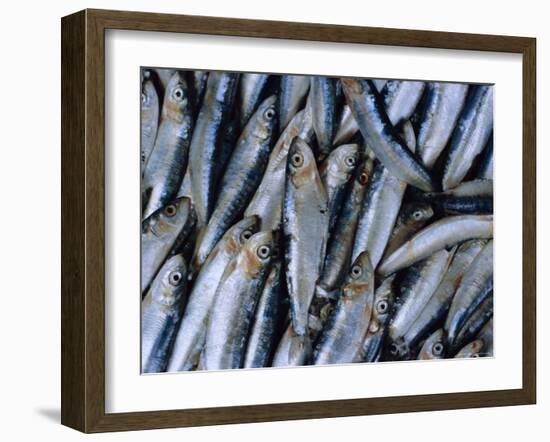 Fish in Fish Market, Istanbul, Turkey, Europe-Lee Frost-Framed Photographic Print