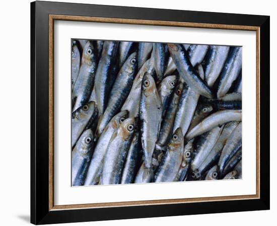 Fish in Fish Market, Istanbul, Turkey, Europe-Lee Frost-Framed Photographic Print