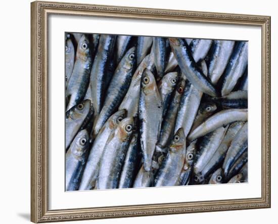 Fish in Fish Market, Istanbul, Turkey, Europe-Lee Frost-Framed Photographic Print