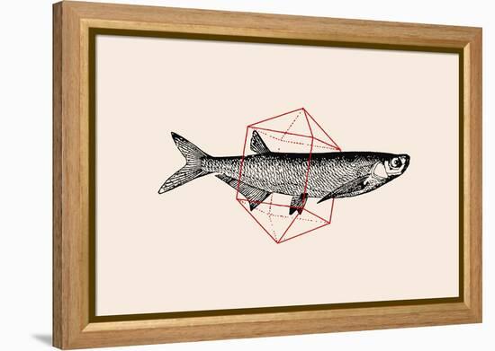 Fish in Geometrics Nº2-Florent Bodart-Framed Premier Image Canvas