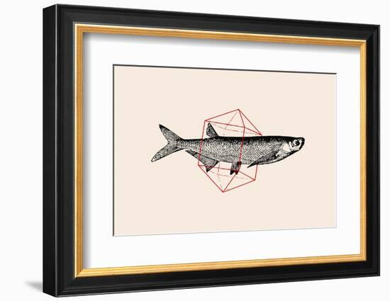 Fish in Geometrics Nº2-Florent Bodart-Framed Photographic Print