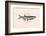 Fish in Geometrics Nº2-Florent Bodart-Framed Photographic Print