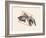 Fish in Geometrics Nº3-Florent Bodart-Framed Photographic Print