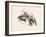 Fish in Geometrics Nº3-Florent Bodart-Framed Photographic Print