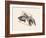 Fish in Geometrics Nº3-Florent Bodart-Framed Photographic Print