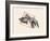 Fish in Geometrics Nº3-Florent Bodart-Framed Photographic Print