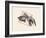 Fish in Geometrics Nº3-Florent Bodart-Framed Photographic Print