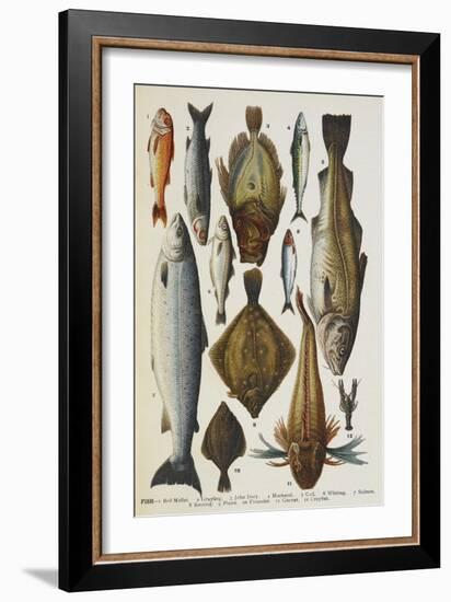 Fish. Including Red Mullet, John Dory, Mackerel, Cod, Salmon, Plaice and Crayfish-Isabella Beeton-Framed Giclee Print