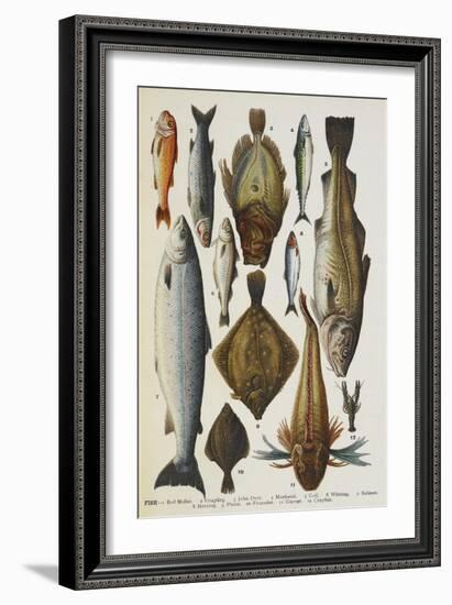 Fish. Including Red Mullet, John Dory, Mackerel, Cod, Salmon, Plaice and Crayfish-Isabella Beeton-Framed Giclee Print