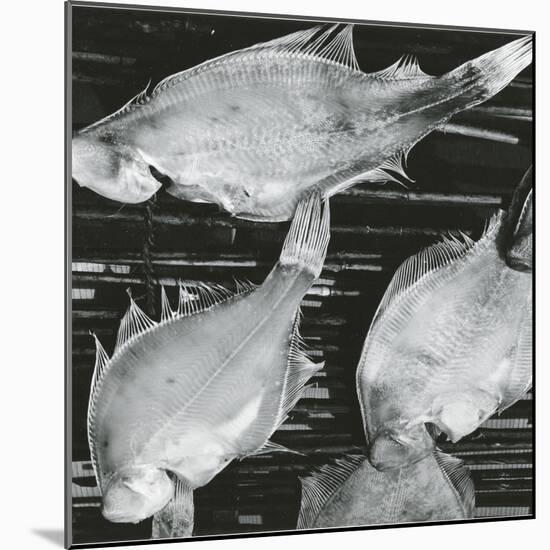 Fish, Japan, 1970-Brett Weston-Mounted Photographic Print