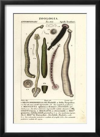 Fish Leech and Freshwater Leeches: Branchiobdellida 1, Pontobdella Spinosa  2, Whitmania Laevis 3, H' Giclee Print - Carini Carini