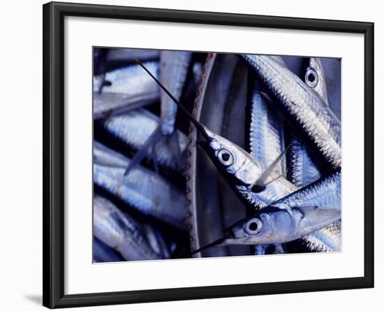 Fish Market, Stone Town, Island of Zanzibar, Tanzania, East Africa, Africa-Yadid Levy-Framed Photographic Print