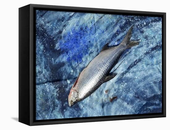 Fish on Canvas, 2019-jocasta shakespeare-Framed Premier Image Canvas