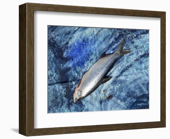 Fish on Canvas, 2019-jocasta shakespeare-Framed Giclee Print