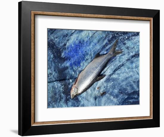 Fish on Canvas, 2019-jocasta shakespeare-Framed Giclee Print