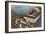 Fish on Dock, Florida-null-Framed Art Print