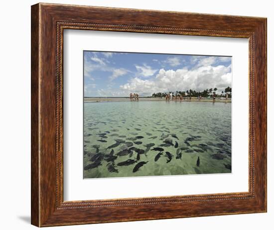 Fish, Porto De Galinhas, Pernambuco, Brazil-Anthony Asael-Framed Photographic Print