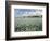 Fish, Porto De Galinhas, Pernambuco, Brazil-Anthony Asael-Framed Photographic Print