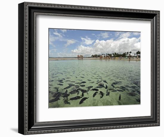 Fish, Porto De Galinhas, Pernambuco, Brazil-Anthony Asael-Framed Photographic Print