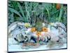 Fish Restaurant Display, Rethymnon, Crete, Greece-Peter Thompson-Mounted Photographic Print